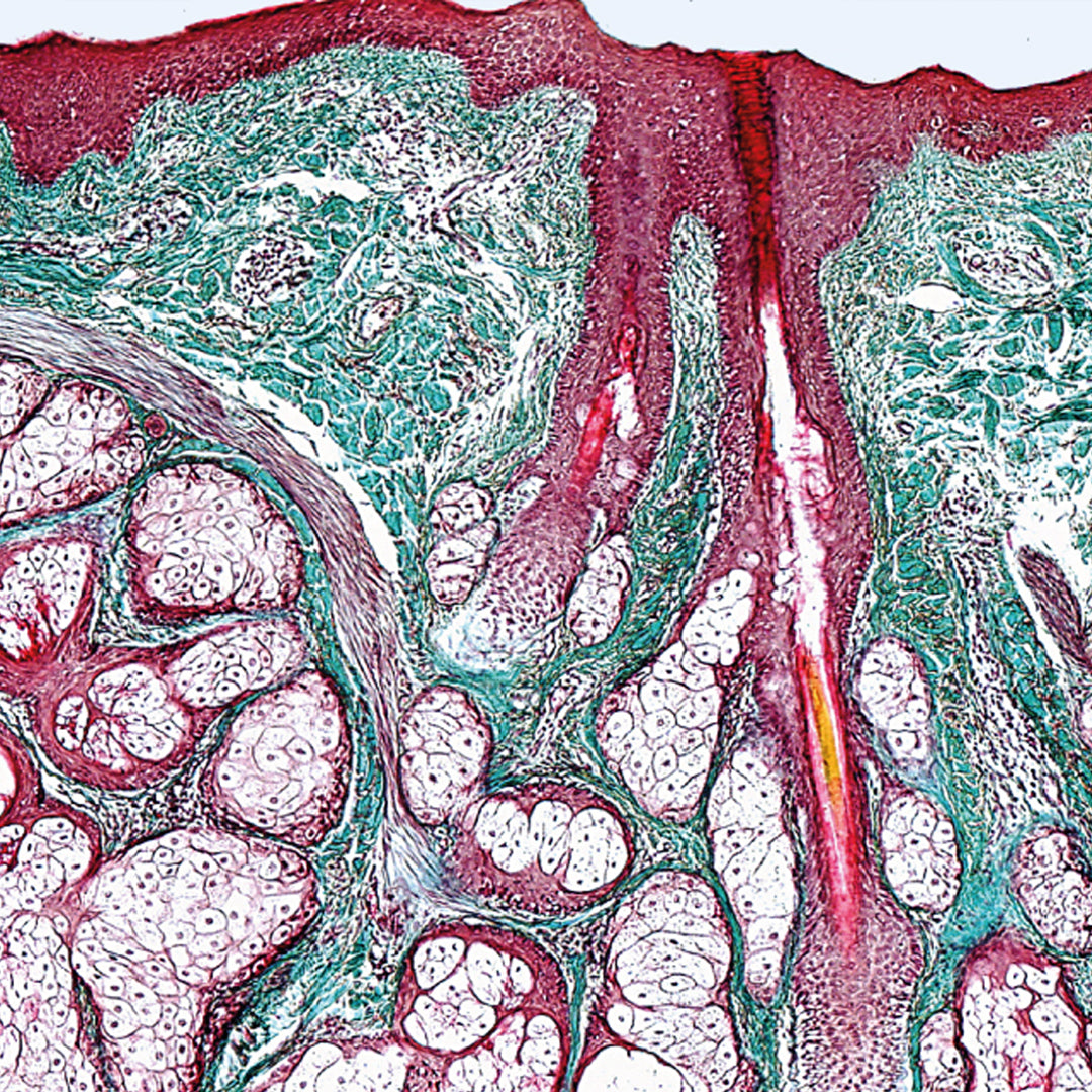 BREWERY OF THE MOMENT: HOPPY PEOPLE - DDH COLLAB TRIO!